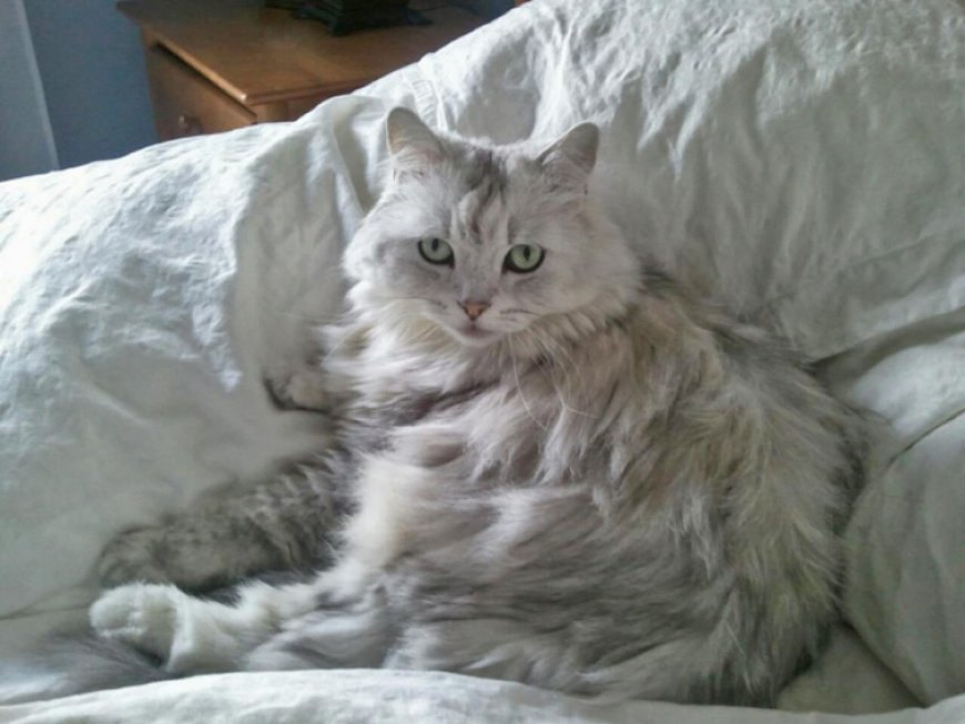 HONEY BEAR KEDİLERİ — Uzun tüylere sahip olan Honey Bear kedilerinin günlük olarak fırçalanmasında fayda vardır. (3)
