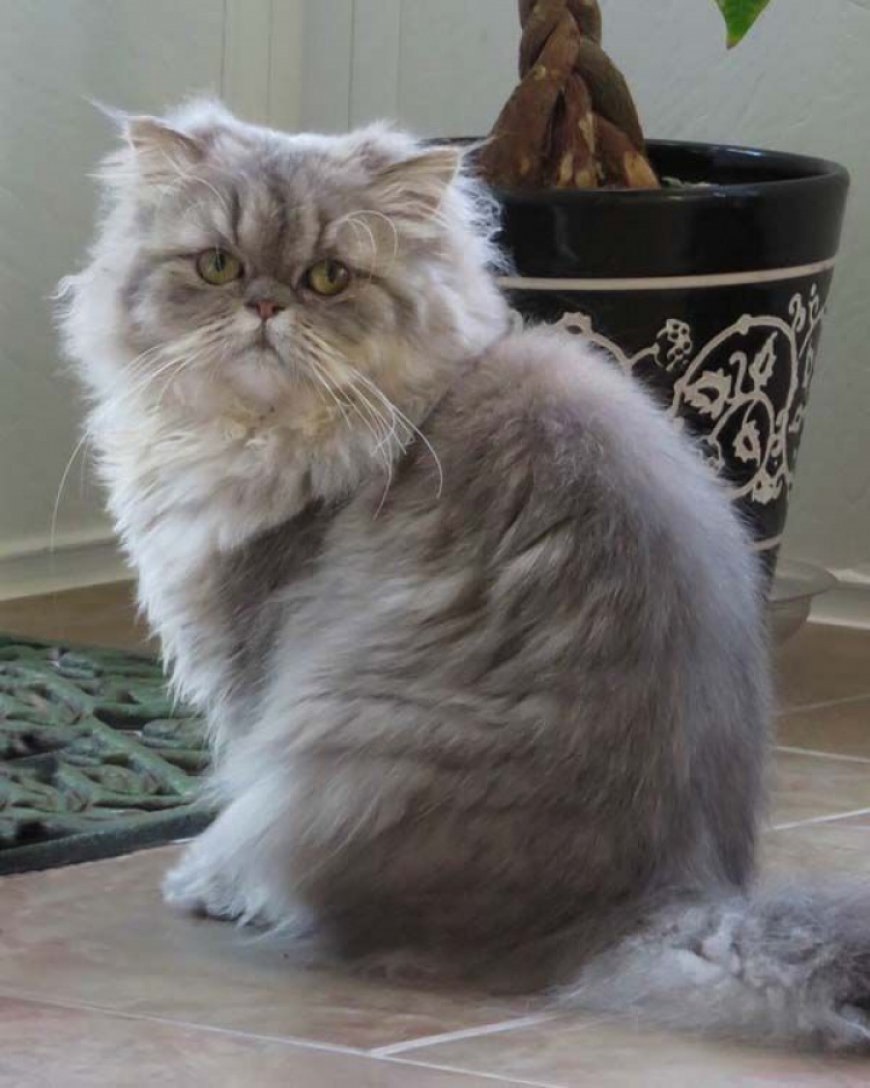 HONEY BEAR KEDİLERİ — Gerekli zamandan sonra benimsedikleri sahiplerinin kucaklarından inmeyi istemezler, kucakta sevilmek en büyük hobileri diyebilirim. (2)