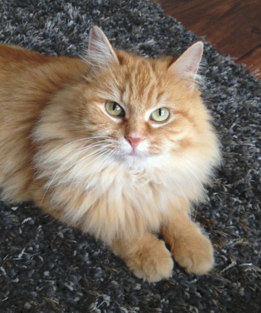 HONEY BEAR KEDİLERİ — Burunları kısa ve yuvarlaktır, kulakları orta büyüklüktedir ve püskül gibi tüylerle kaplıdır.
