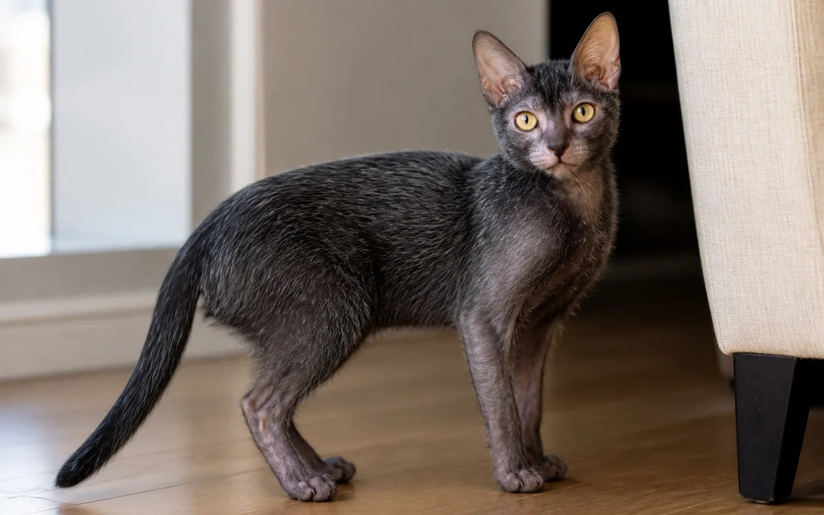 Lykoi kedisi