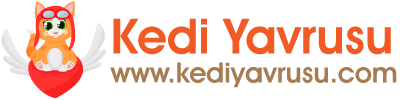 Kedi Yavrusu