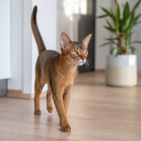 Abyssinian kedisi ev ortamında oyuncakla oynarken