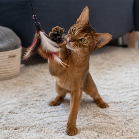 Abyssinian kedisi doğal ışıkta yakın portresi