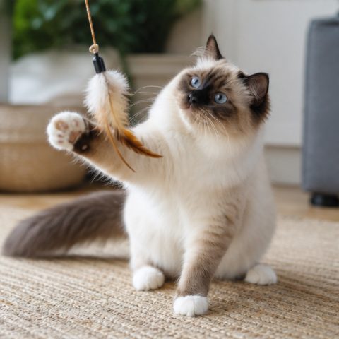 Birman kedisi doğal ışıkta yakın portresi