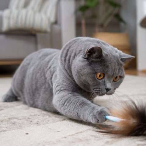 Chartreux kedisi doğal ışıkta yakın portresi