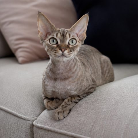 Devon Rex kedisi aydınlık bir pencere yanında dinlenirken