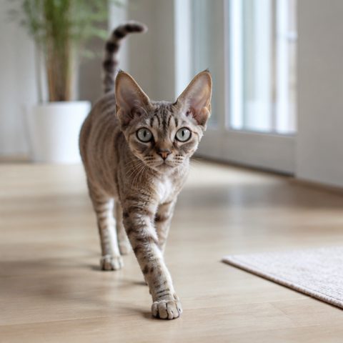Devon Rex kedisi ev ortamında oyuncakla oynarken