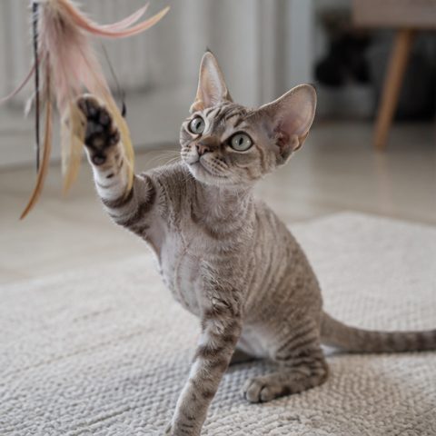 Devon Rex kedisi doğal ışıkta yakın portresi