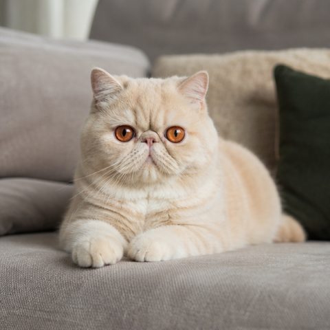 Exotic Shorthair kedisi aydınlık bir pencere yanında dinlenirken