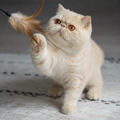 Exotic Shorthair kedisi doğal ışıkta yakın portresi