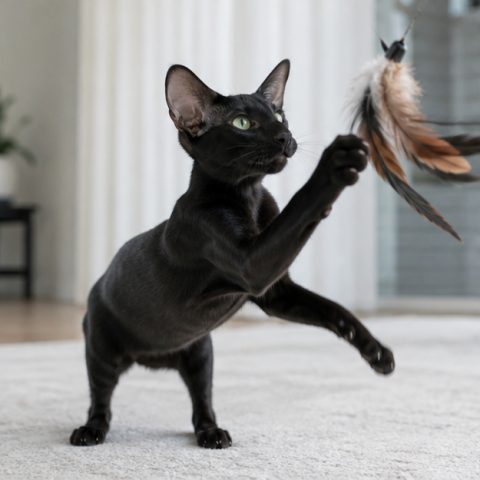 Oriental Shorthair kedisi doğal ışıkta yakın portresi