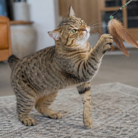 Pixie-Bob kedisi doğal ışıkta yakın portresi