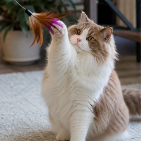 Ragamuffin kedisi doğal ışıkta yakın portresi