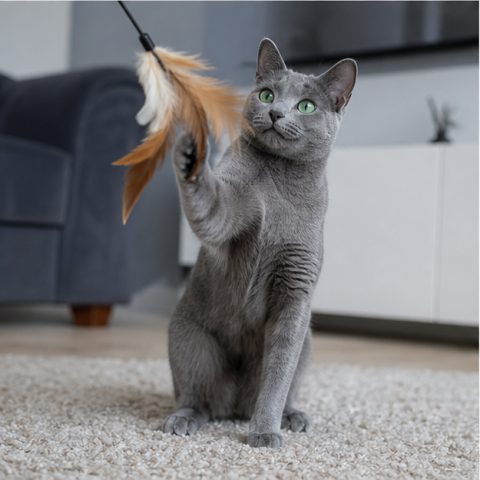 Russian Blue kedisi doğal ışıkta yakın portresi