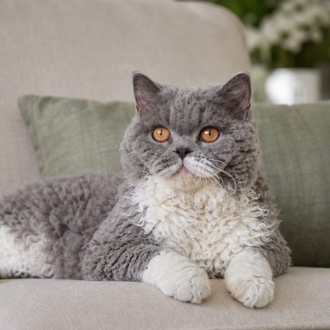 Selkirk Rex kedisi aydınlık bir pencere yanında dinlenirken