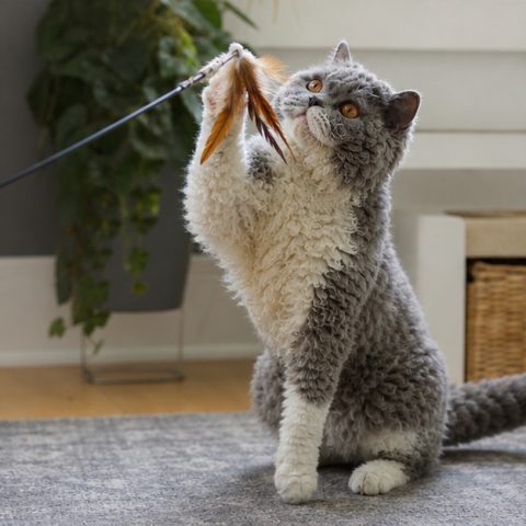 Selkirk Rex kedisi doğal ışıkta yakın portresi