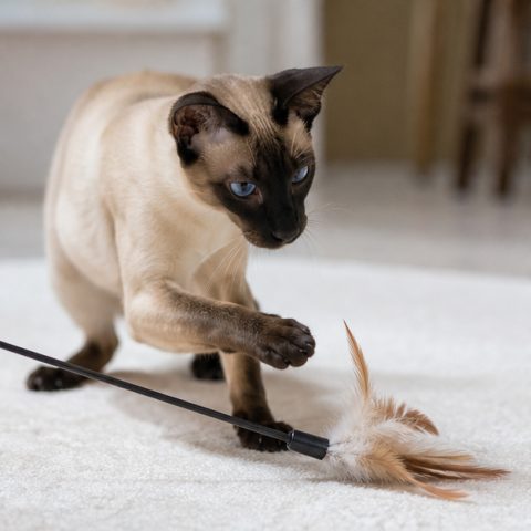 Siamese kedisi doğal ışıkta yakın portresi