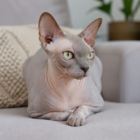 Sphynx kedisi aydınlık bir pencere yanında dinlenirken