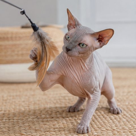 Sphynx kedisi doğal ışıkta yakın portresi