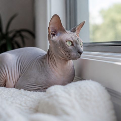 Sphynx kedisi güvenli ve yeşil bir bahçede yürürken