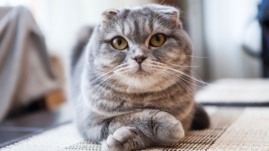 Scottish Fold Kedisinin Özellikleri ve Bakım Rehberi — Scottish Fold kediler genellikle zeki ve uysaldır. Sahiplerine karşı büyük bir bağlılık gösterirler.