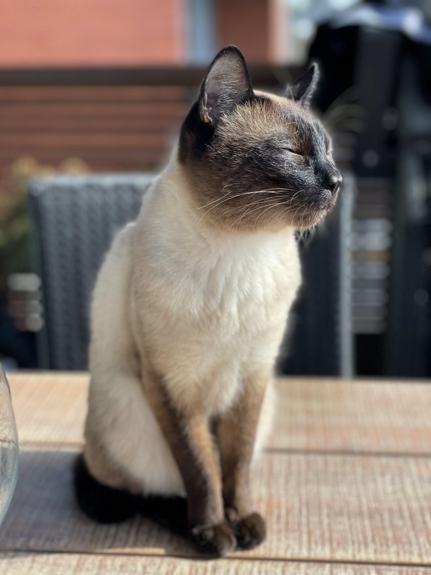 Mekong Bobtail Kedisi Özellikleri ve Bakımı — Not: Her kedinin bireysel özellikleri ve görünümü farklı olabilir. Kesin bilgi için veteriner hekiminize danışmanız önerilir. (3)