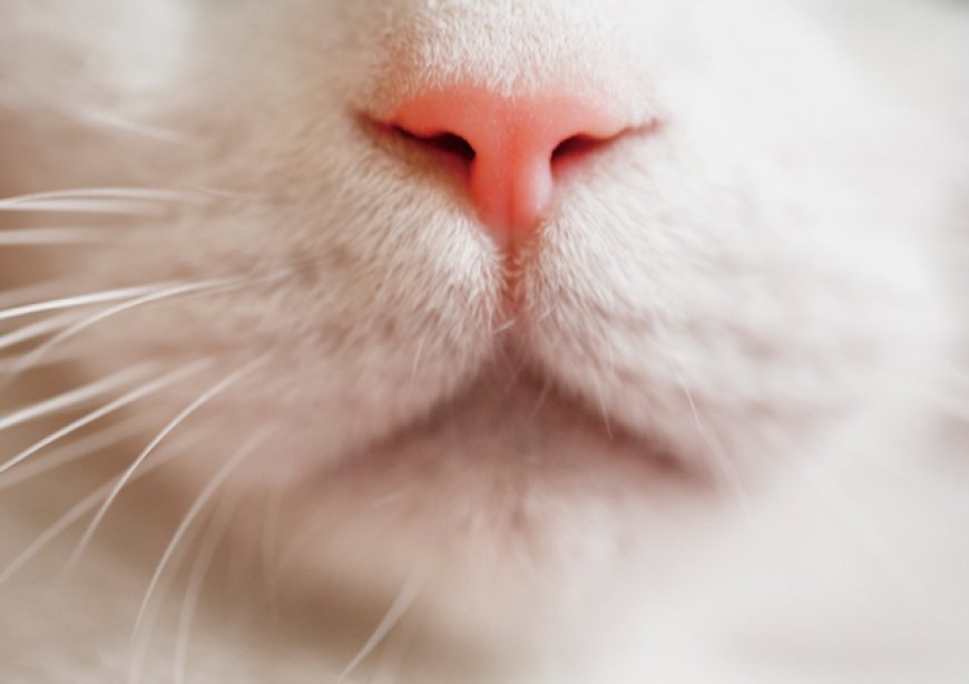 Kedi Aknesi Belirtileri Sebepleri ve Tedavi Yöntemleri — Kedilerin yetersiz beslenmesi veya uygun mama seçiminin yapılmaması. Bağışıklık sisteminde zayıflıklar. Yoğun stres veya huzursuzluk. (2)