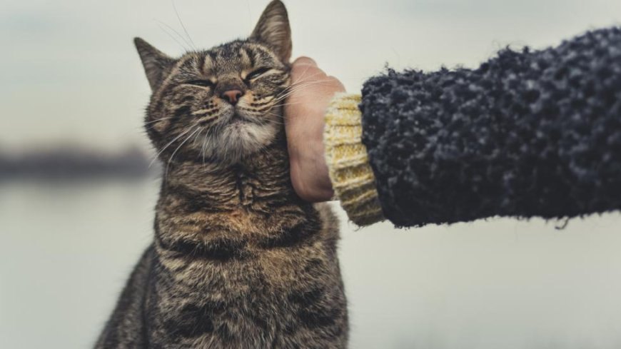 Kedi Alerjisi Belirtileri ve Yönetimi — Kedi Alerjisi ve Hamilelik Eğer hamileyseniz veya ailenizde alerji öyküsü varsa, kedi alerjisi riski daha yüksek olabilir. (2)
