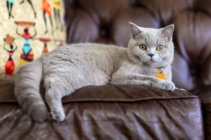 British Shorthair Kedisinin Özellikleri ve Bakımı — Sonuç olarak, British Shorthair kediler, doğru mama seçimi, düzenli egzersiz ve sağlık kontrolleri ile sağlıklı bir yaşam… (5)