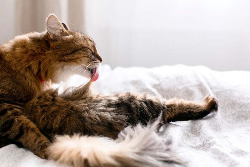 Kedi Tüy Yumağı: Nedenleri, Belirtileri ve Önleme Yolları — Kedilerde tüy yumağı belirtileri arasında kusma, öğürme, ishal, kabızlık, ateş ve iştahsızlık bulunur. (2)
