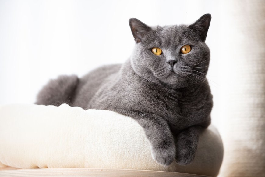 British Shorthair Kedisinin Özellikleri ve Bakımı — Karakter olarak başlangıçta çekingen gibi görünse de, sahibini ve çevresini tanıdıkça sevecen ve oyunsever bir tavra bürünebilirler.