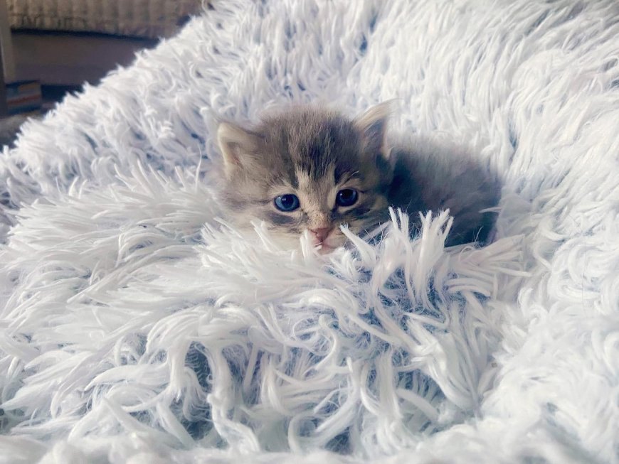 Yavru Kedi Sahiplenirken İhtiyacınız Olan Malzemeler Listesi — Kedi Yatağı: Kedinizin rahatlayabileceği ve kendisini güvende hissedebileceği bir kedi yatağı almalısınız.