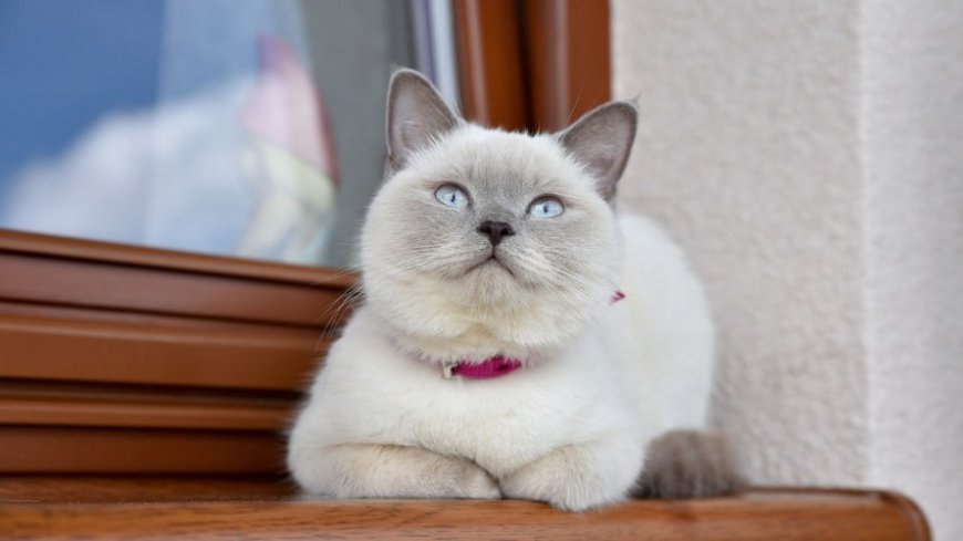 Colorpoint Shorthair Kedisi Özellikleri ve Etkili Bakımı — Günümüzde, dünya genelinde birçok kedi kayıt kuruluşu, Colorpoint Shorthair kedilerini ayrı bir cins olarak kabul etmektedir. (3)