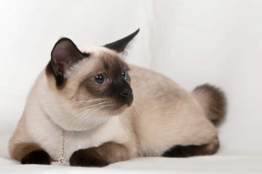 Mekong Bobtail Kedisi Özellikleri ve Bakımı — Sonuç olarak, Mekong Bobtail kedisi, özgün görünümü ve canlı kişiliği ile dikkat çeken bir cinsdir.