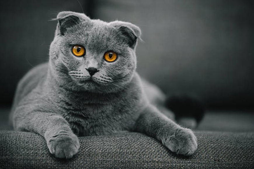 Scottish Fold Kedisinin Özellikleri ve Bakım Rehberi — Ancak 1970'lerin ortalarına gelindiğinde, Scottish Fold kediler Amerika'da başarılı bir şekilde yetiştirilmeye başlandı ve cinsin… (2)
