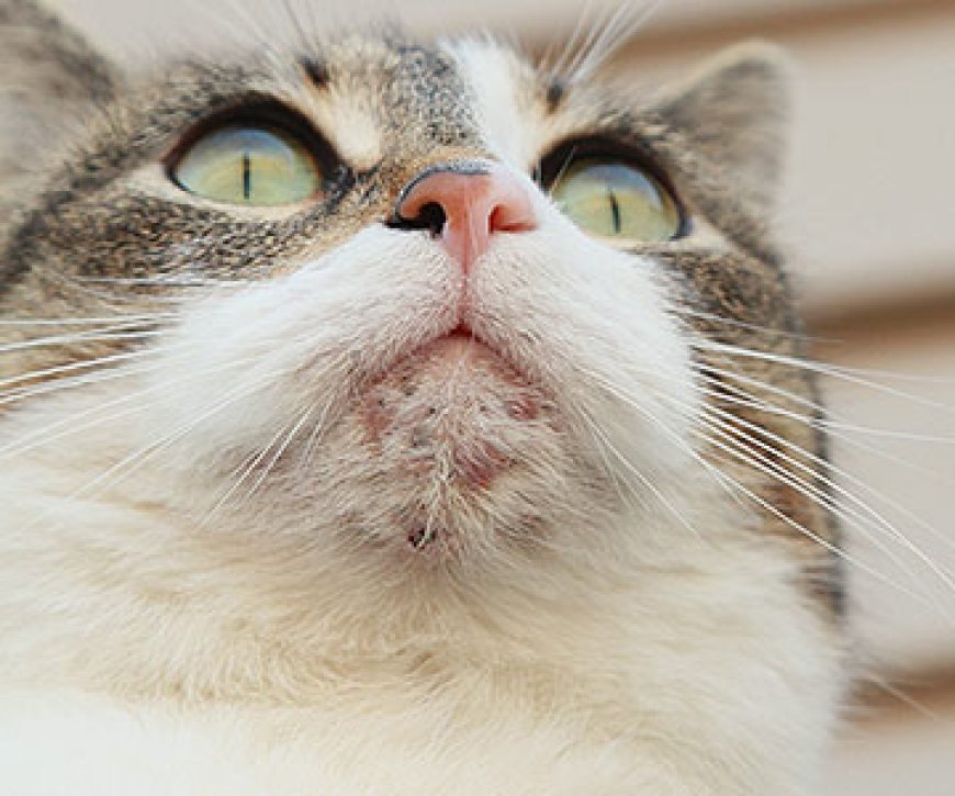Kedi Aknesi Belirtileri Sebepleri ve Tedavi Yöntemleri — İnsanlarda olduğu gibi, kedilerde ve köpeklerde de ortaya çıkabilen akne, ciltte yağ ve kir birikmesinin neden olduğu siyah…