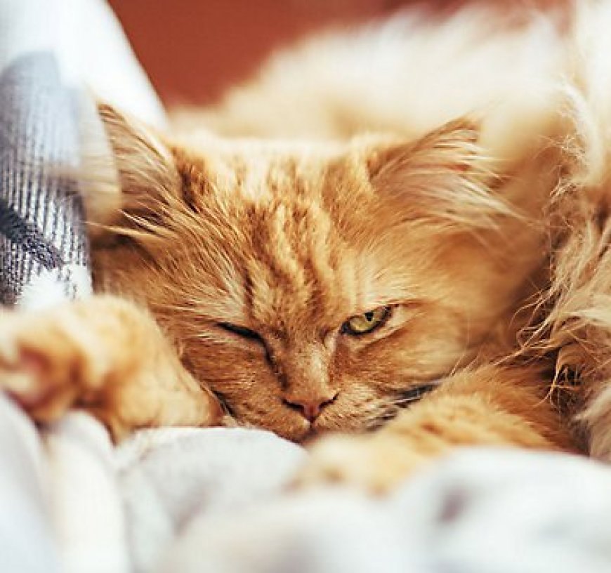 Kedi Tüy Yumağı: Nedenleri, Belirtileri ve Önleme Yolları — Kediler için tüy yumağı, ciddi bir endişe kaynağı olabilir. Silindir şeklinde oluşan tüy yumağının fark edilmesi zor olabilir ve…