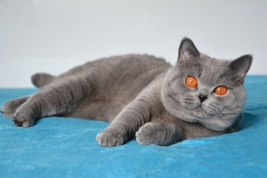 British Shorthair Kedisinin Özellikleri ve Bakımı — İngiltere'ye ulaştıklarında, Avrupa yaban kedileri daha dayanıklı ve kısa tüylü hale gelmişlerdir. (3)