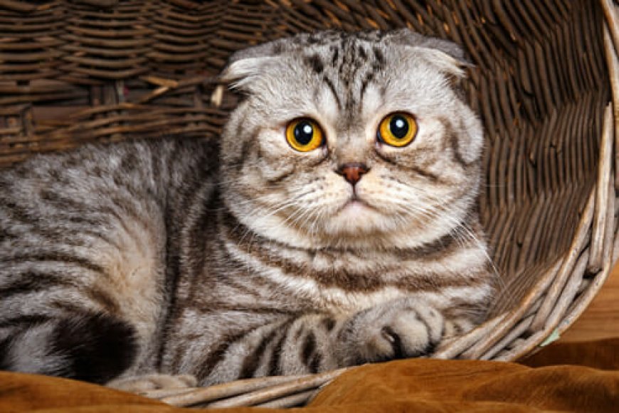 Scottish Fold Kedisinin Özellikleri ve Bakım Rehberi — Not: Bu bilgiler, genel olarak Scottish Fold cinsini tanımlamaktadır. Ancak, her kedinin bireysel kişilikleri ve görünüşleri farklıdır. (3)
