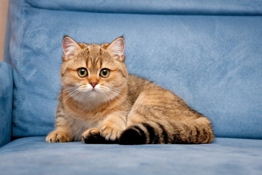 British Shorthair Kedisinin Özellikleri ve Bakımı — Sonuç olarak, British Shorthair kedileri sevecen, sadık ve sakin karakterleri ile ön plana çıkar. (2)