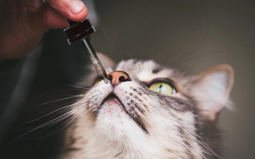 Kedilerde B Vitamini Eksikliği: Önemli Sağlık Sorunları ve Çözümler — Kedilerde B Vitamini Eksikliği Neden Olur? Kedilerde B vitamini eksikliği genellikle dengesiz veya yetersiz bir beslenme rejimi…