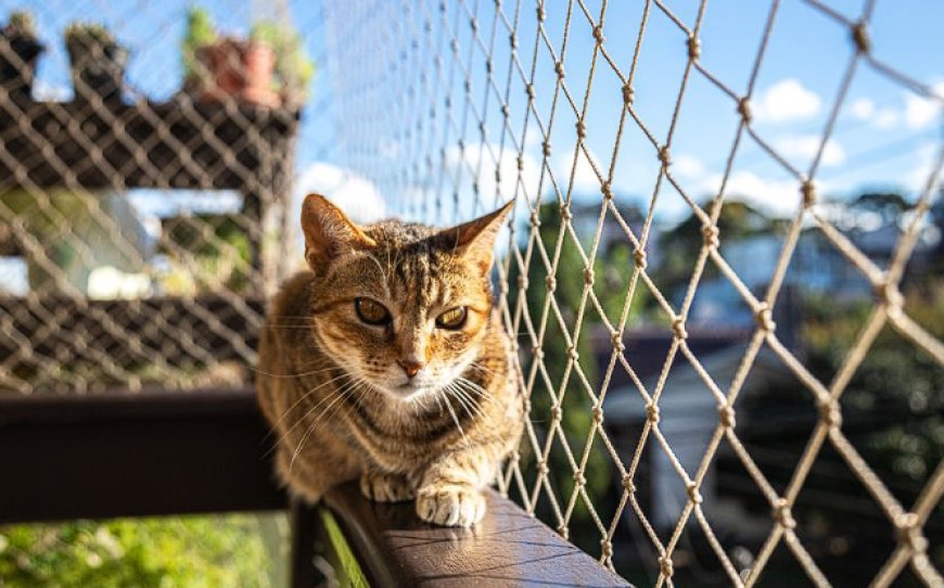 KEDİLER BALKONDAN ATLAR MI? — Düştükten Sonra Nasıl Müdahale Yapmalıyız? (2)
