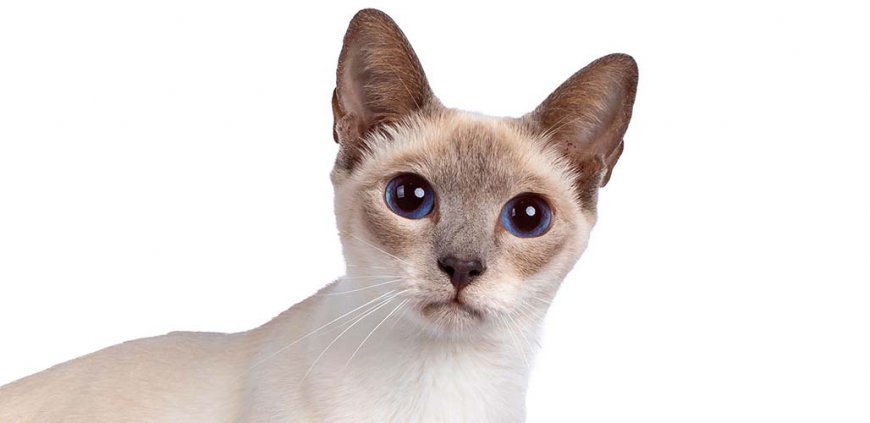 Thai Lilac Kedisi Özellikleri ve Bakımı — Sonuç olarak, Tay Leylak kedisi, sevecen, sosyal ve oyuncu bir kişiliğe sahiptir. Enerjik yapısı ve vokal yetenekleriyle dikkat çeker. (2)