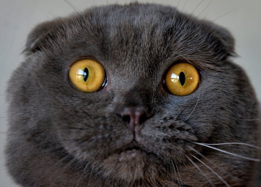 Scottish Fold Kedisinin Özellikleri ve Bakım Rehberi — Scottish Fold kedileri tuvalet eğitimi gibi zorlu alanlarda dahi hızla ilerler. (4)