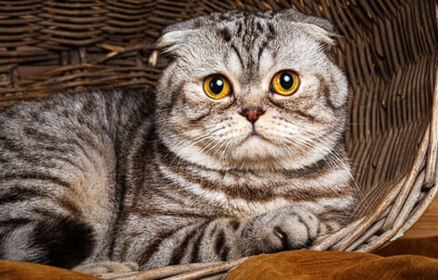 SCOTTISH FOLD KEDİLERİN ÖZELLİKLERİ VE BAKIMI — Yakın zamanda bir kedi sahiplenmeyi düşünüyor; sahipleneceğiniz kedinin hem sevimli, hem zeki hem de sıcakkanlı olmasını diliyorsanız…