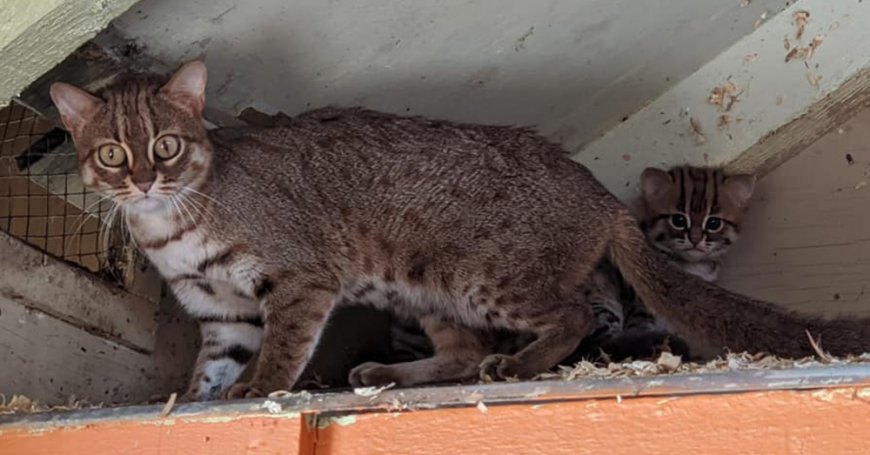 Mojave Spotted Kedisi Özellikleri ve Bakımı — Sonuç olarak, Mojave Spotted Kedisi enerjik, zeki ve sevecen bir karaktere sahip nadir bir kedi ırkıdır. (2)