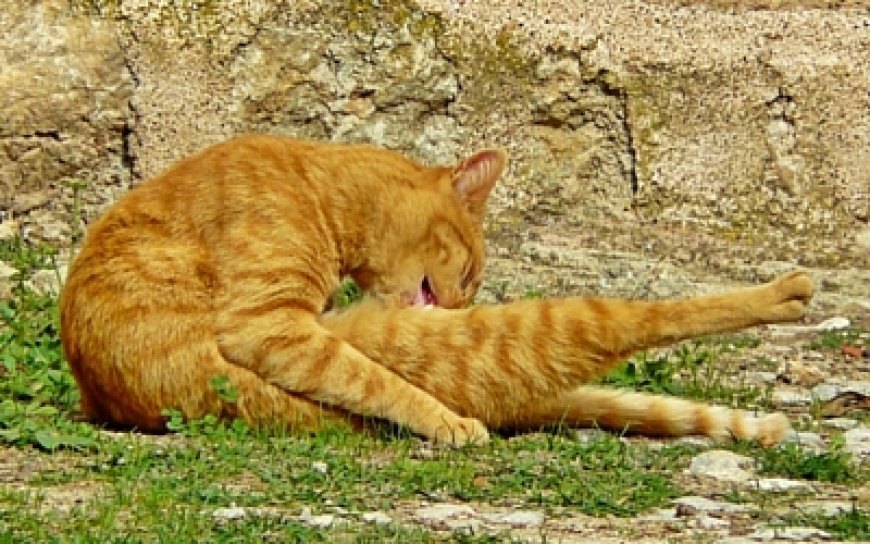 Kedim Neden Cinsel Organını Yalıyor? — Çoğu zaman, farklı yaşlardaki kediler, cinsel organları dahil olmak üzere vücutlarını (genital bölgelerini ve anüsleri gibi) temizleme…