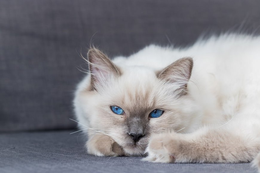 Colorpoint Shorthair Kedisi Özellikleri ve Etkili Bakımı — Sonuç olarak, Colorpoint Shorthair kedisi özel kişiliği ve çekici görünümüyle Siyam kökenli bir kedi türüdür.