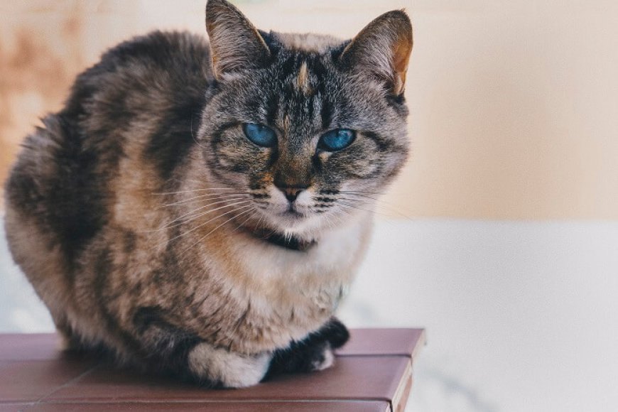 Ojos Azules Kedisinin Özellikleri ve Bakımı — Ojos Azules kedileri nadir bir tür olması nedeniyle sahiplenmek için sabır ve çaba gerektirebilir.