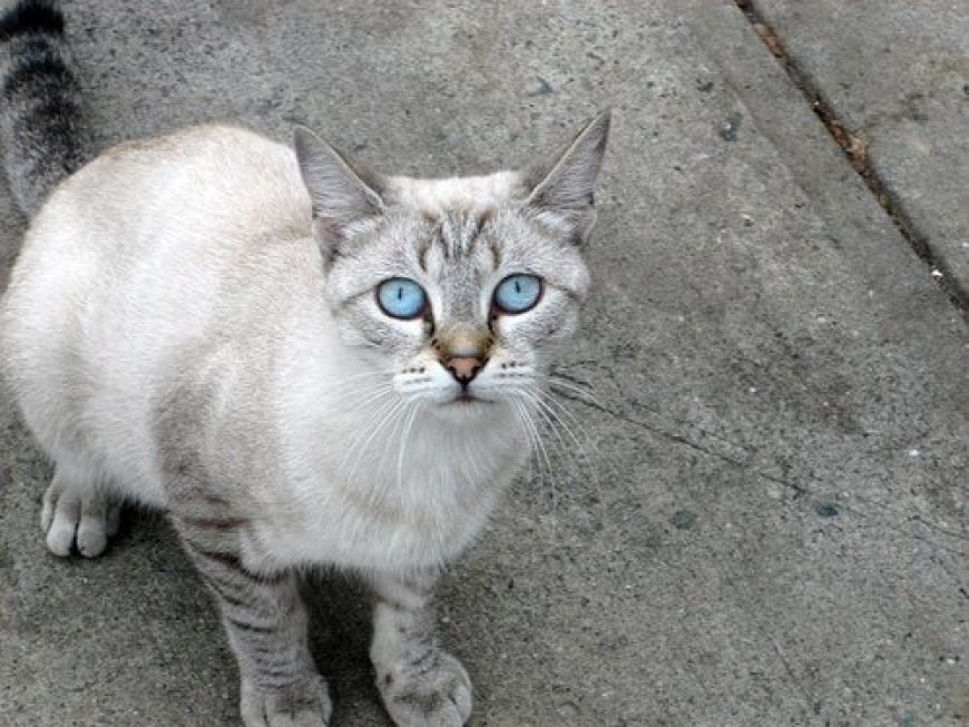 Ojos Azules Kedisinin Özellikleri ve Bakımı — Kafa Yapısı Küçük başlı olan Ojos Azules kedisinin kafa yapısı üçgenimsi bir alına sahiptir. (3)